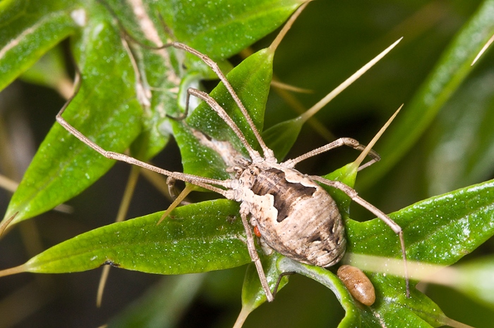 Metaphalangium sp. da Malta